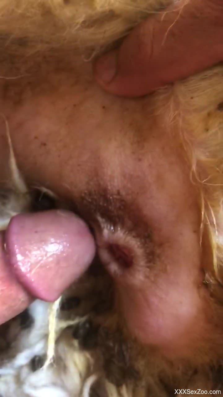 Captivating animal loving with passionate orgasms