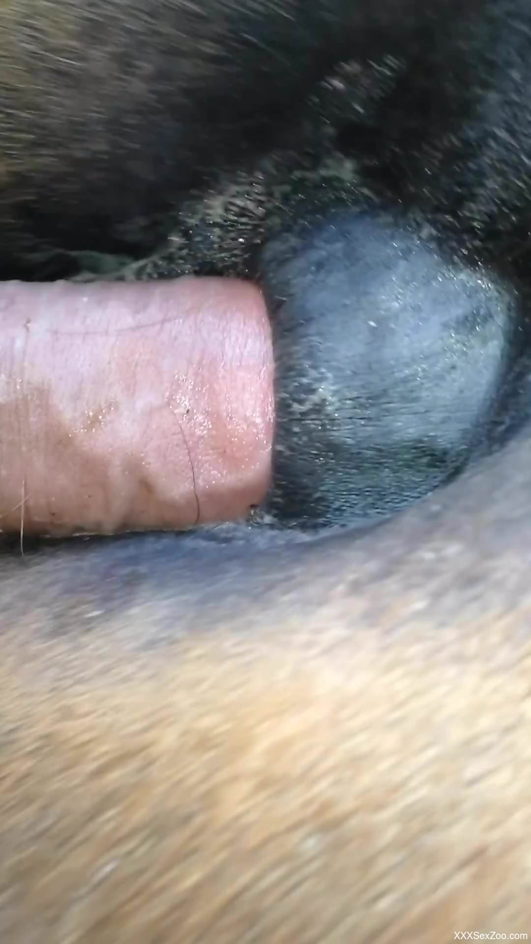 Dude fucking a mare's tight little hole from behind