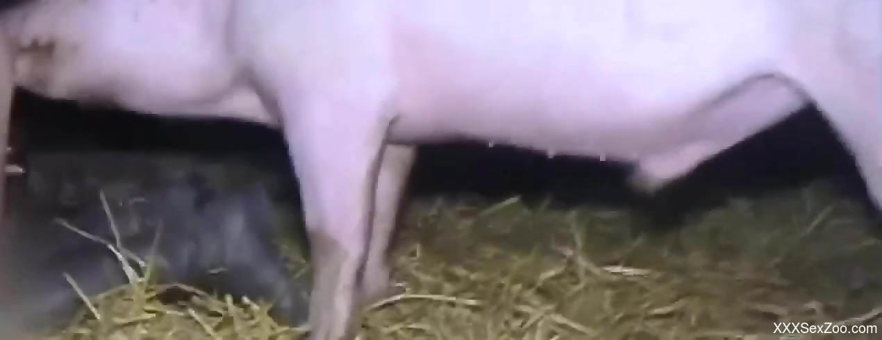 Blonde with an oozing cunt fucks pigs and dogs