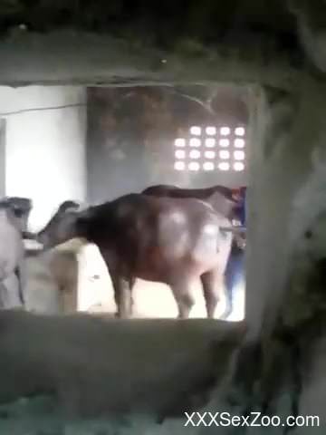 Sex tape revealing man fucking a cow in the pussy