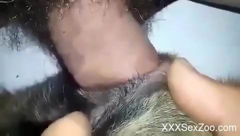 Dude with a hard dong fucking a dog's tight pussy