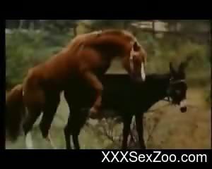 Sexy horse-on-horse fucking video with riveting close-ups