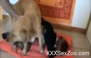 Masked gal showing her affinity for dog penises