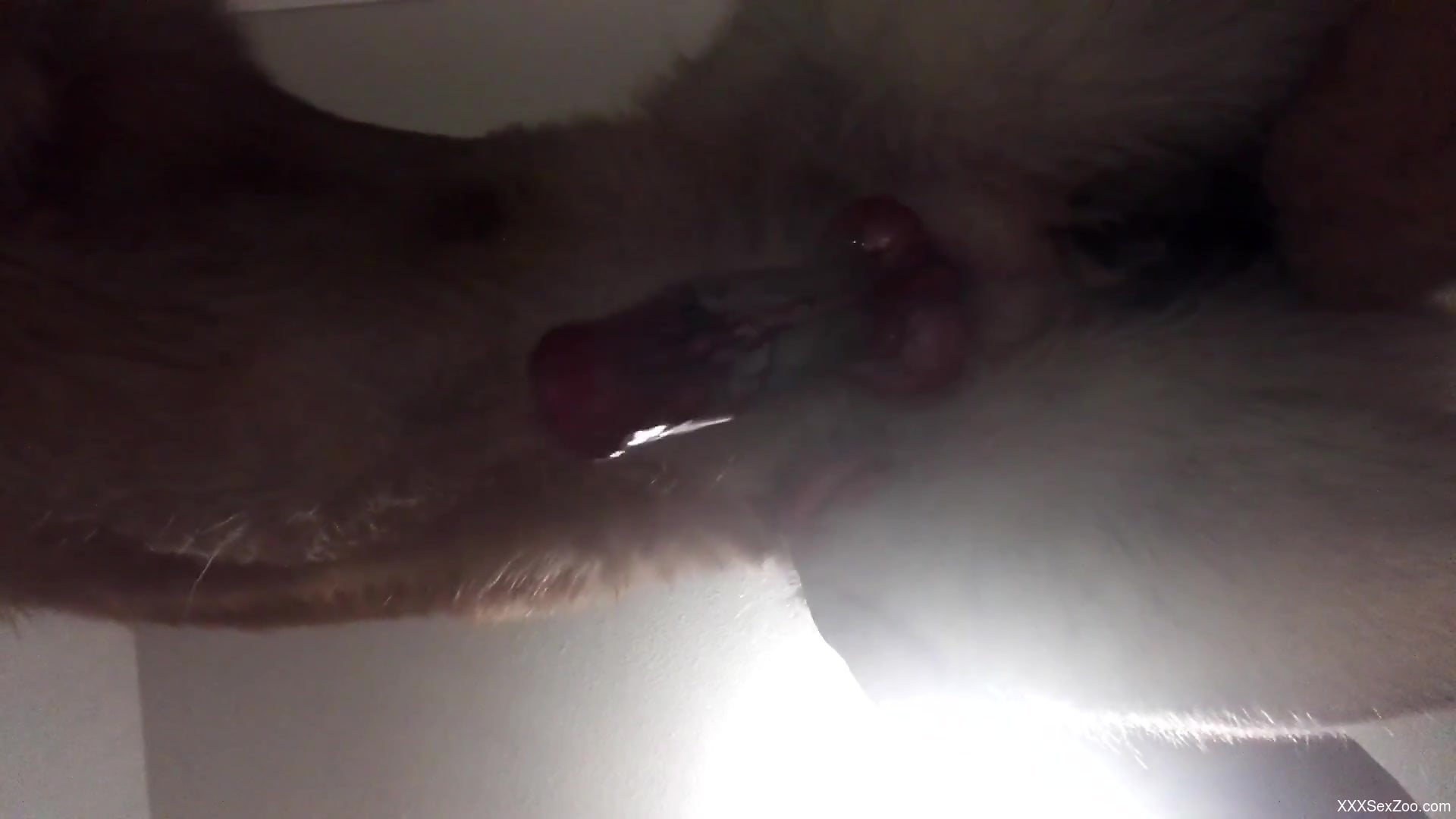 Appealing animal getting freaky in a porn movie