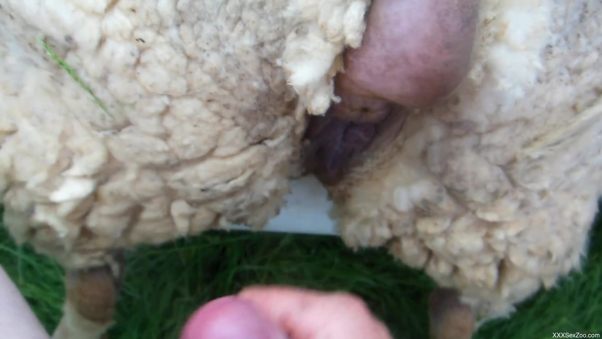 Aroused man fucks sheep at the farm and comes on its fur
