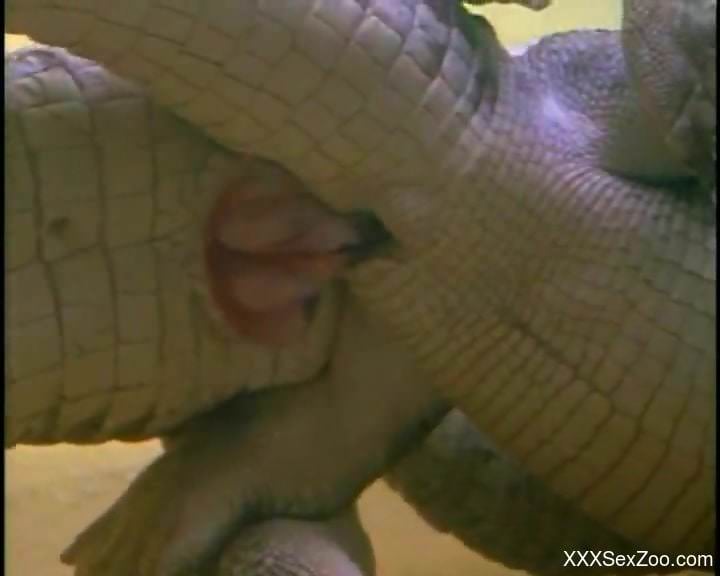 Crocodiles being both cute and totally sexy here