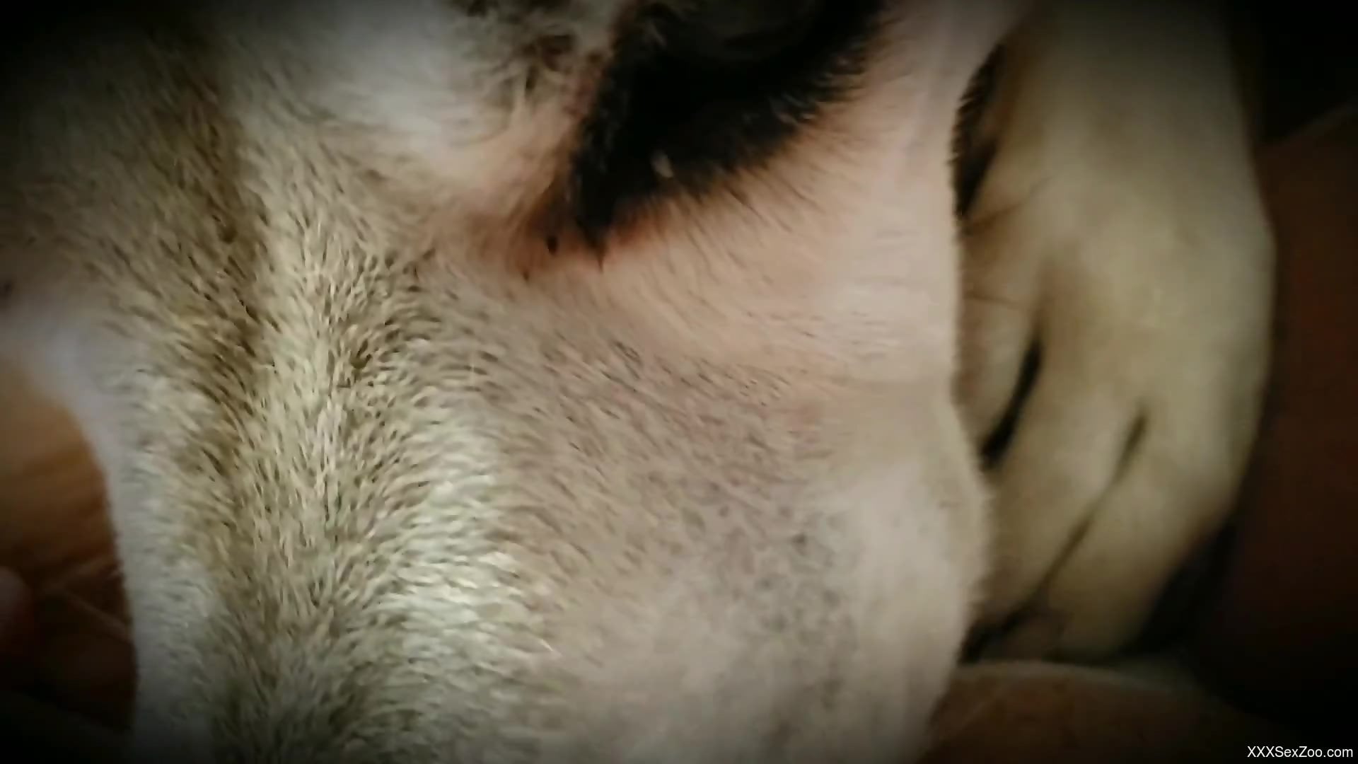 Close-up bestiality video with a VERY sexy animal