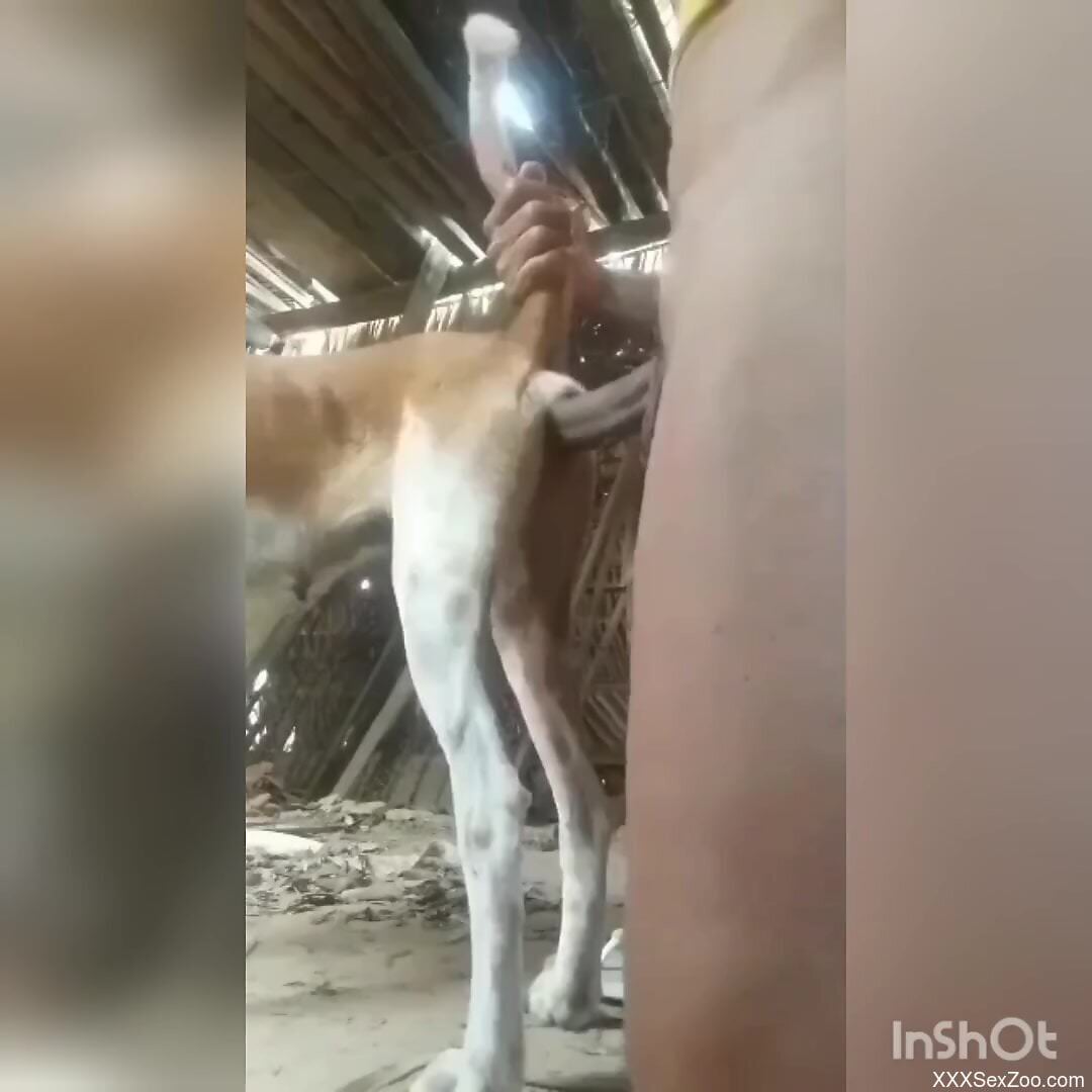 Aroused man fucks animal's tight pussy in crazy rounds