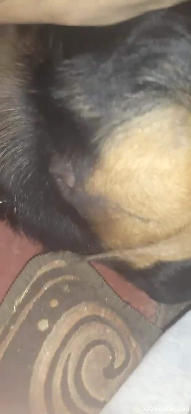 Zoophilic scene with amazing close-ups and beyond