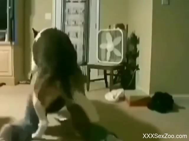 Sexy zoophile fucked in front of her biggest fan