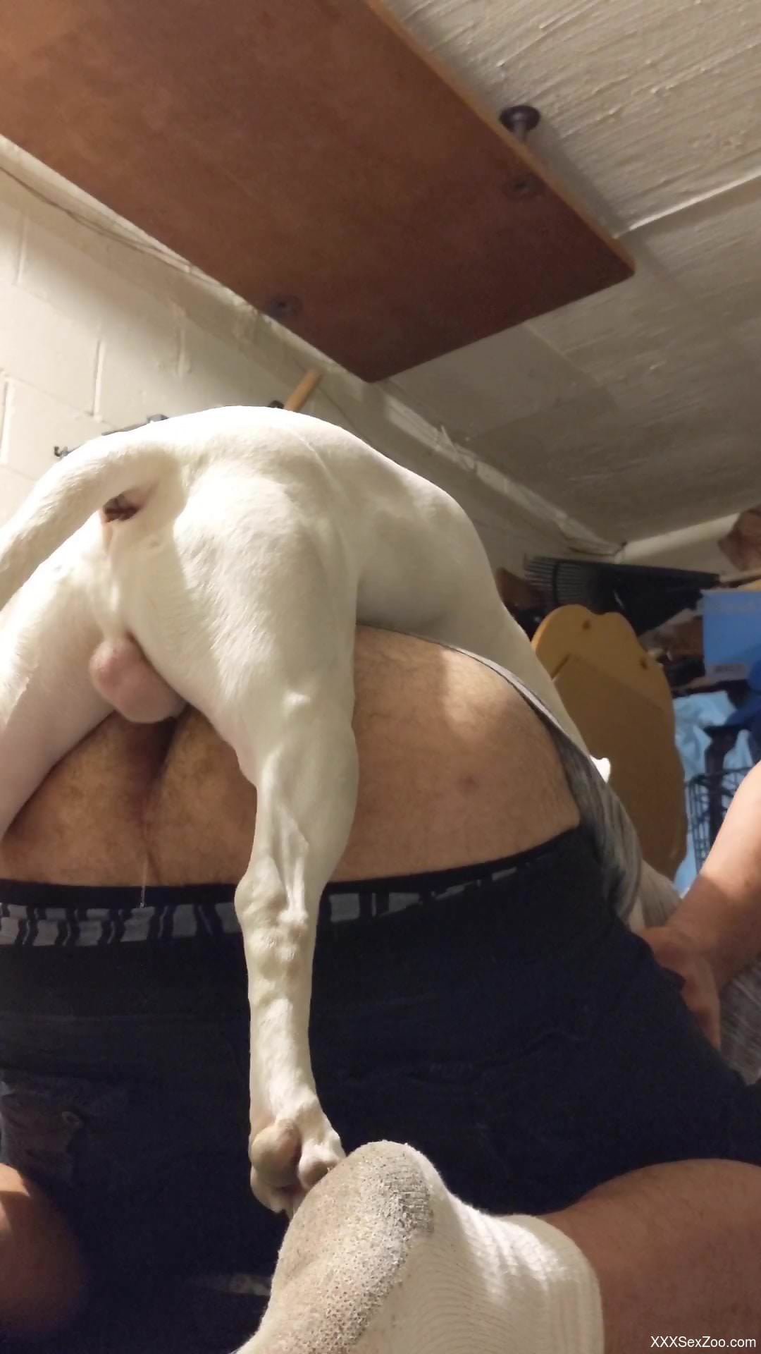 Hairy guy's hairy butthole gets banged by a dog