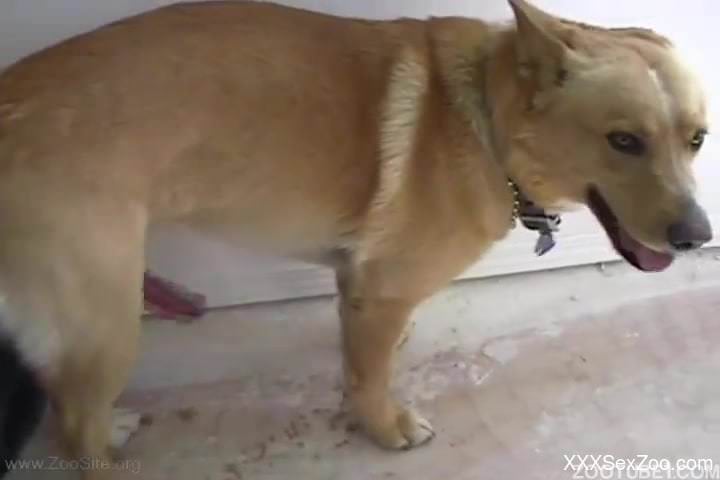 Good doggy nicely impaled a sweet owner from behind as he love