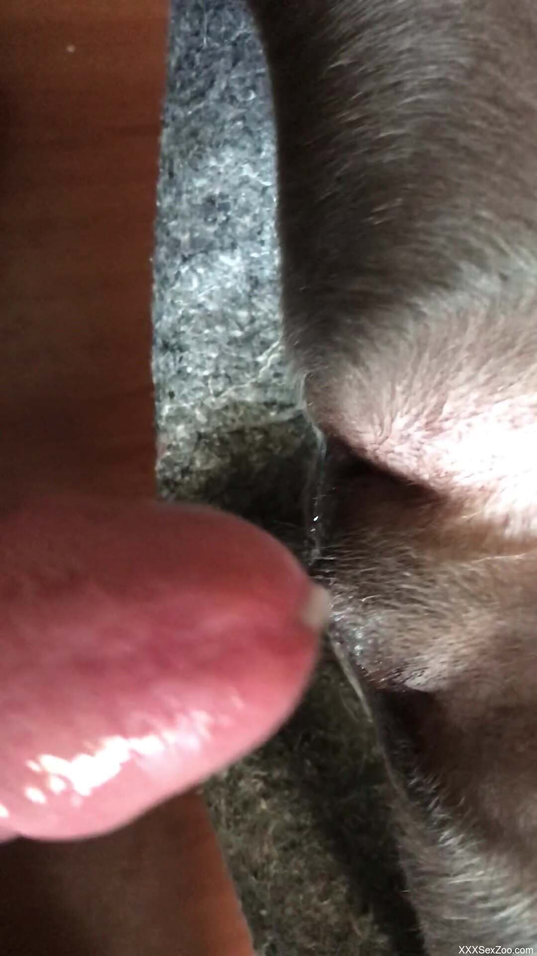 Aroused man films himself deep fucking animal's wet pussy
