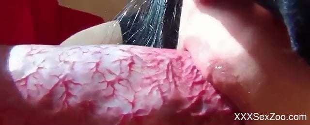 Close-up blowjob compilation with horny zoohpiles