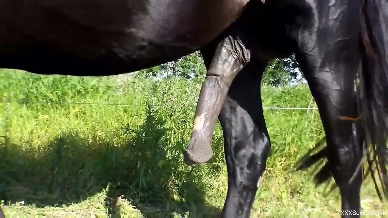 Big stallion cock being spotlighted for the camera
