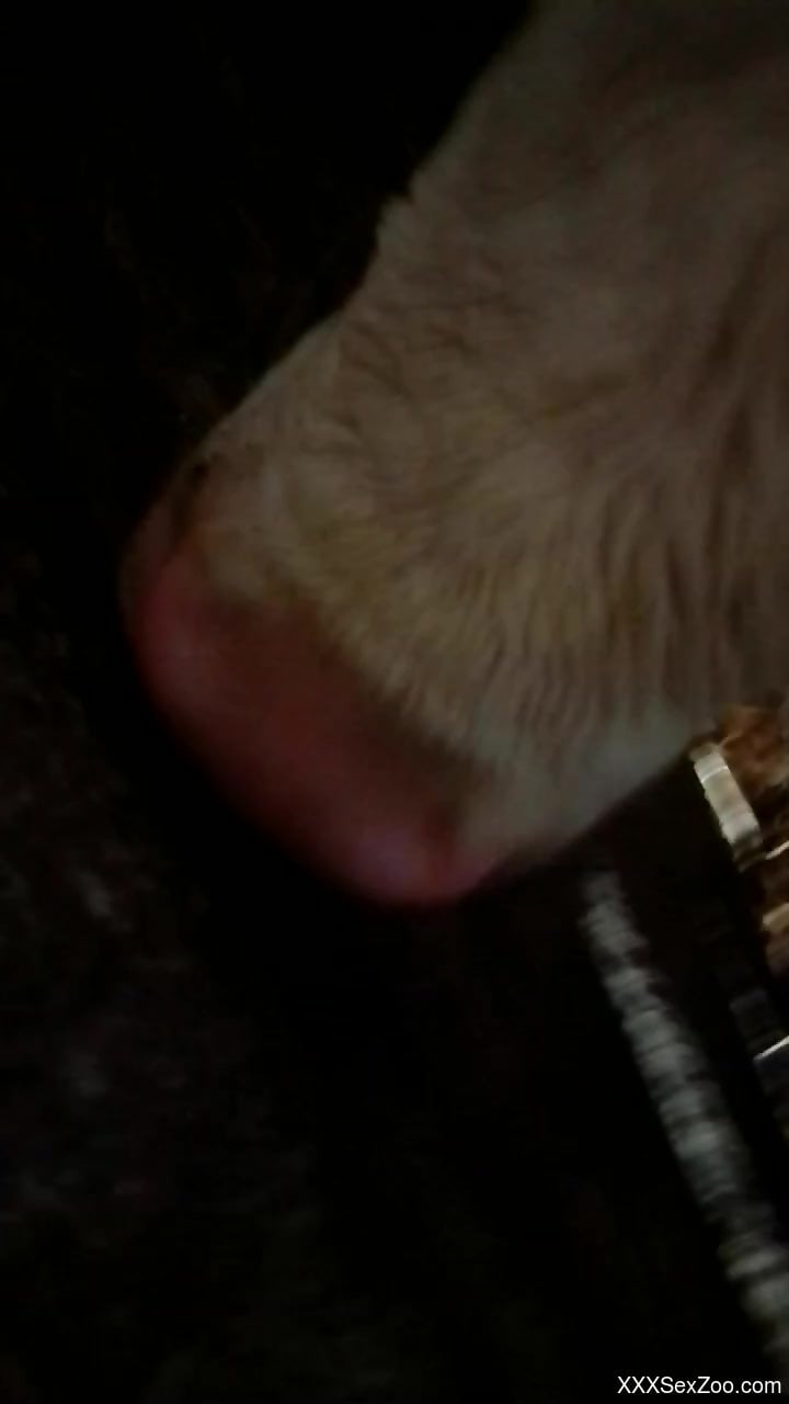 Man inserts whole dick in furry animal's ass for dirty pleasures