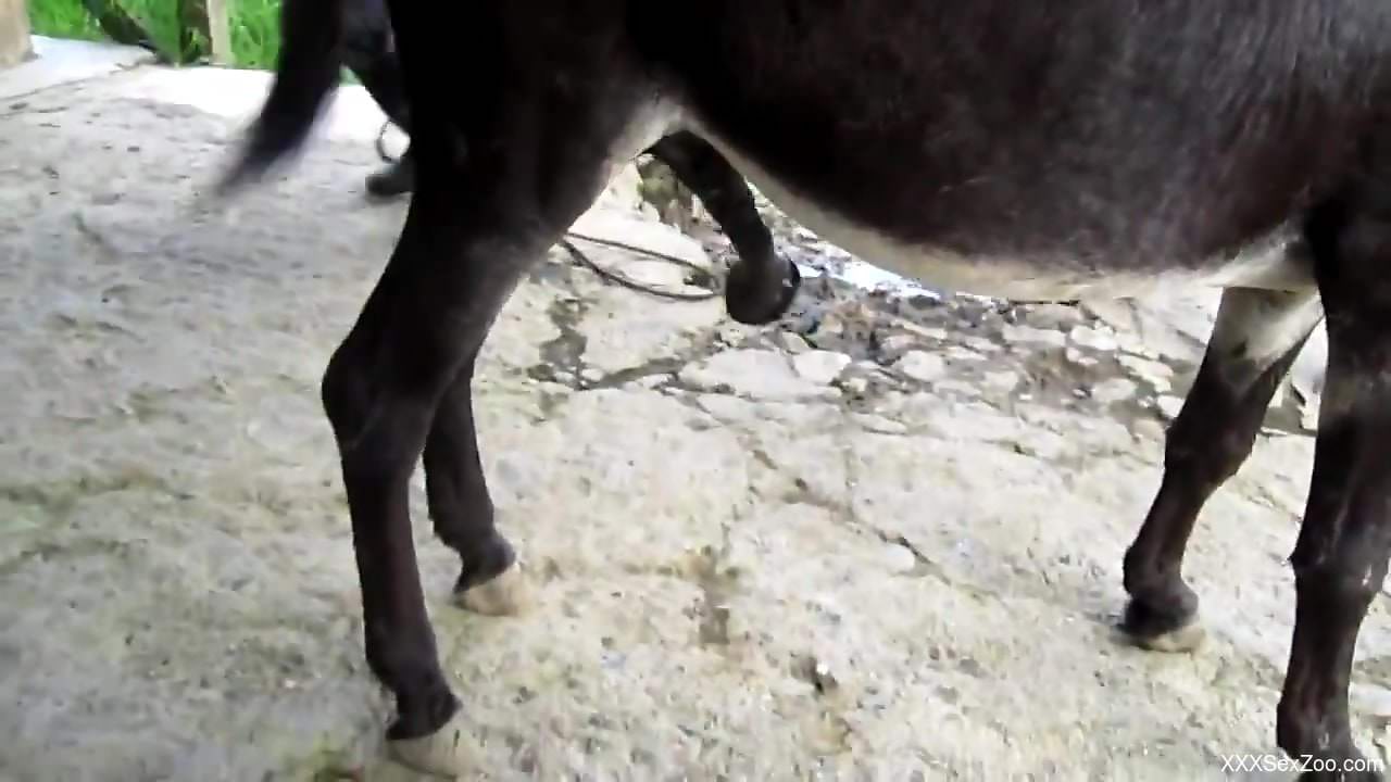 Sexy stallion plowing a white mare's delicious pussy