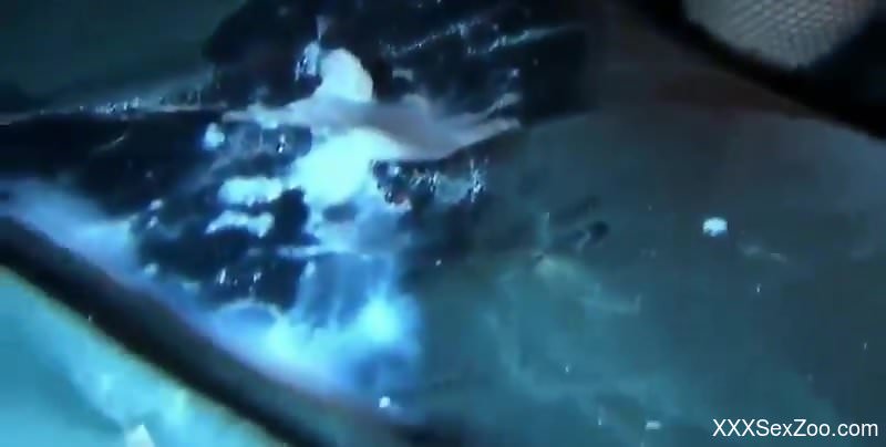 Mesh legwear hottie gets ass-fucked by a kinky pig