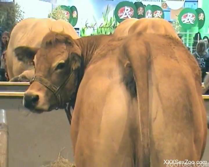 Kinky cow showing off its big, juicy ass on cam