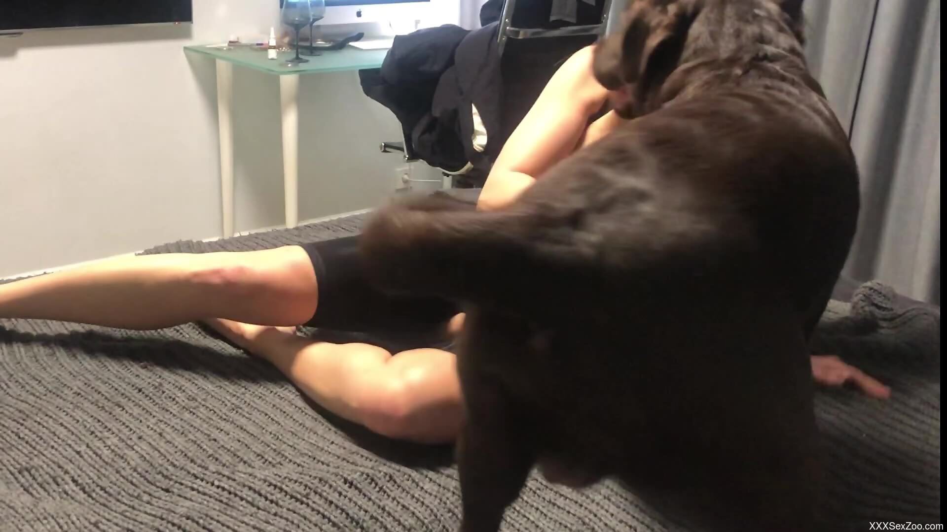 Dashing babe with nice tits filmed when she blows a dog dick