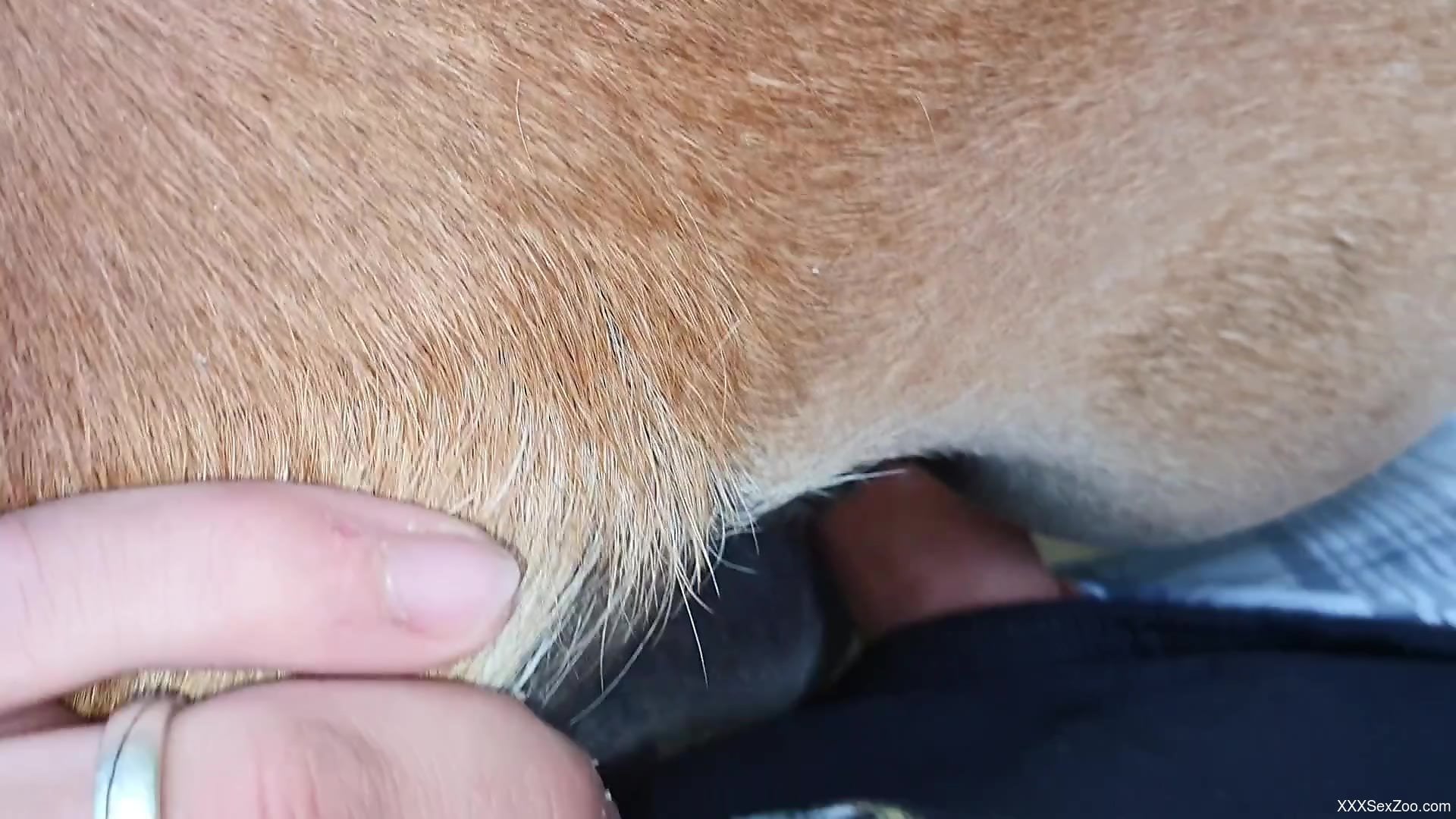 Passionate bestiality scene with an unforeseen ending