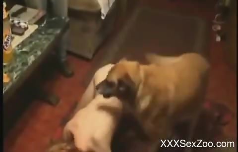 Brutal banging session with a slut and her dog