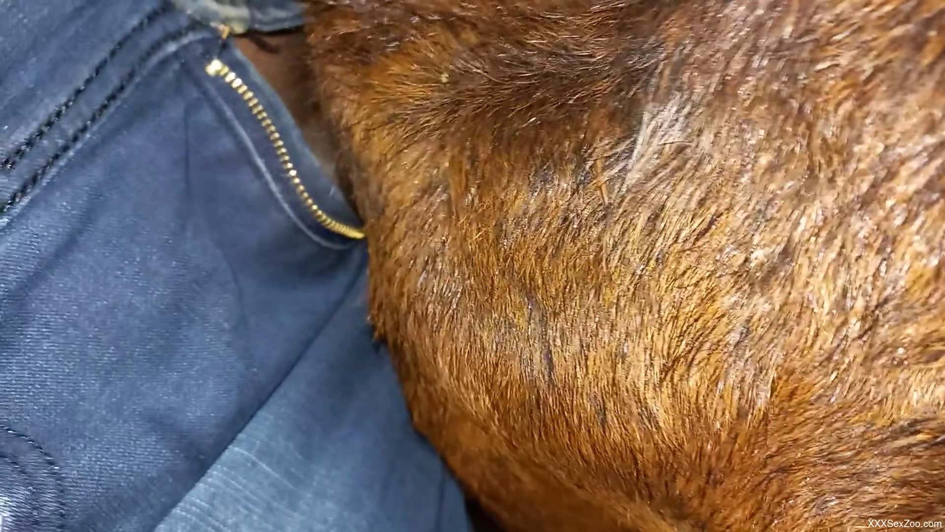 Horny man enjoys private sexual activity with his dog