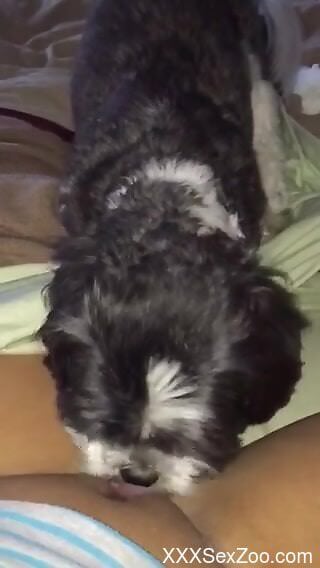 Little dog makes horny woman feel excellent by licking her cunt