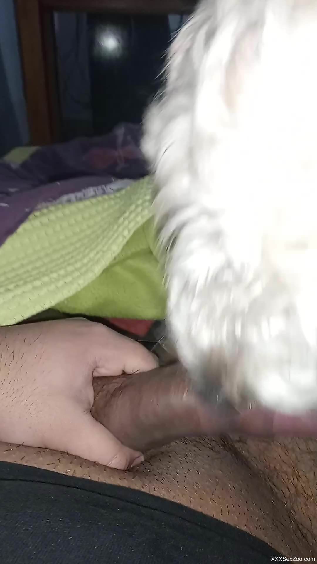 Man enjoys marvelous jerk off moments thanks to his dog