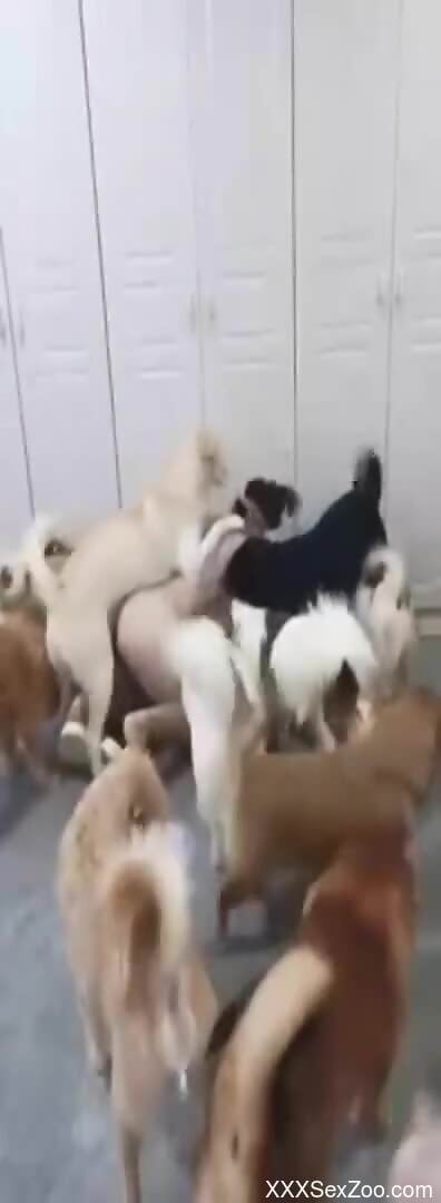 Furry dogs fuck this woman in a row and come on her naked forms