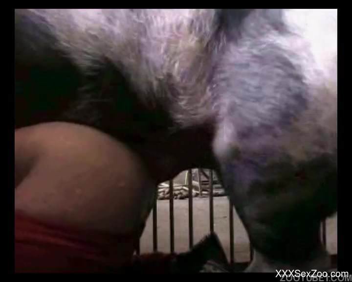 An actual fucking pig fucks this girl's holes