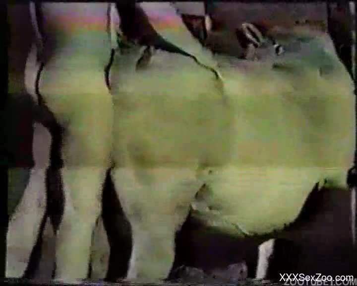 Well-endowed dude fucks farm animals left and right