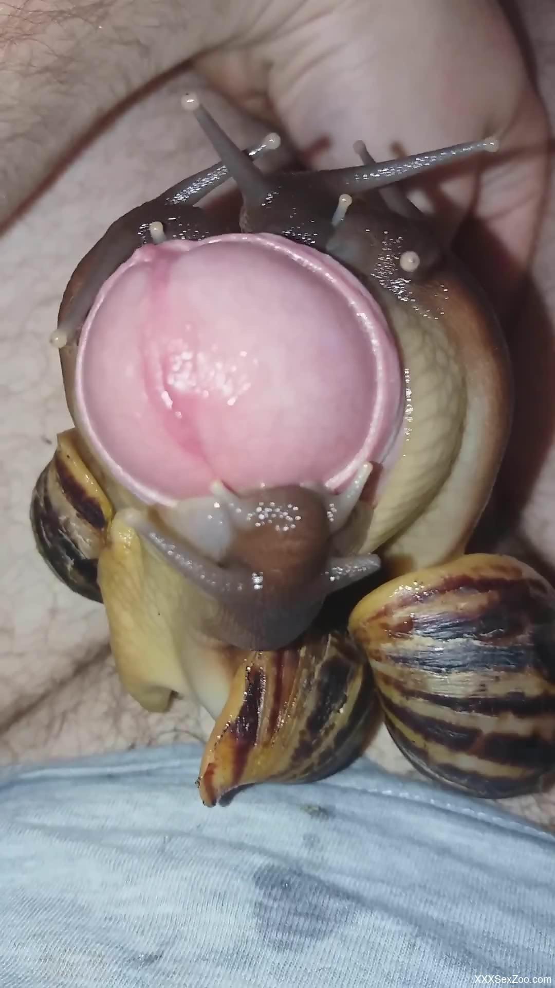 Dude is happy that there are snails on his uncut cock