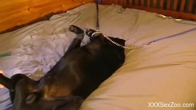 Hot guy using his cock to pleasure a black beast