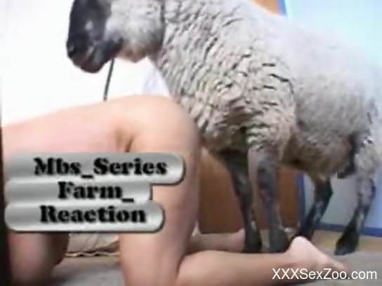Sheep with a hard dick fucking a fat mature hottie