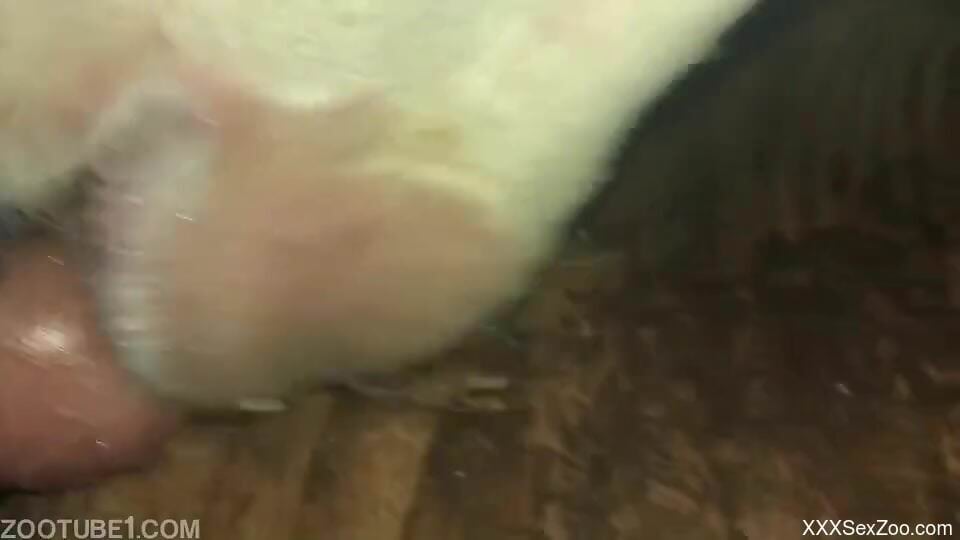 Guy in denim feeds his cock to a real sexy cow
