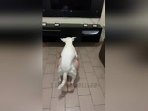 K9 fantasies: red lingerie, animalistic pleasures