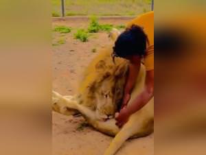 Untamed lion, man's primal lust