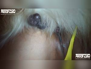 Meet Faby's Sensual Exploits: Exciting Bestiality