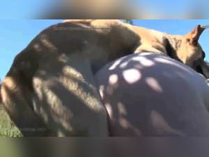 Rural Dog Sex: Bitch fucks dog in countryside