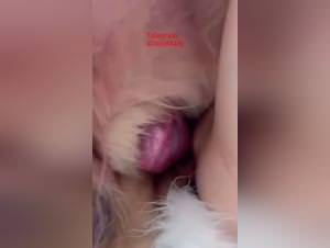 Asian couple dominated by dog, explicit sex