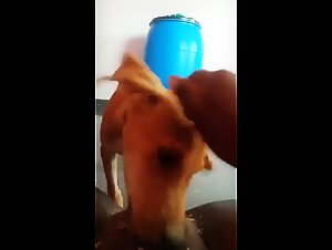 Dirty dog lovers: desi village wife licked pussy with dog when alone at home