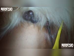 Asian beastiality videos for bestiality lovers, watch dog fucking videos