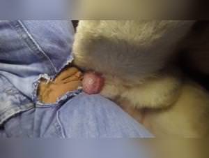 Knotted by My Dog - Extreme Animal Rape