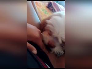 Brazilian friend fucks her dog in brasilia