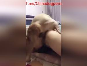 Dog Sex Wife Amateur