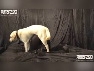 Horse Blowjob Compilation - Extreme Sex