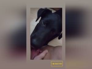 Dog Licking, Wild Fuck