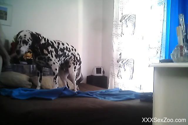 This Dalmatian dog is looking really really cute