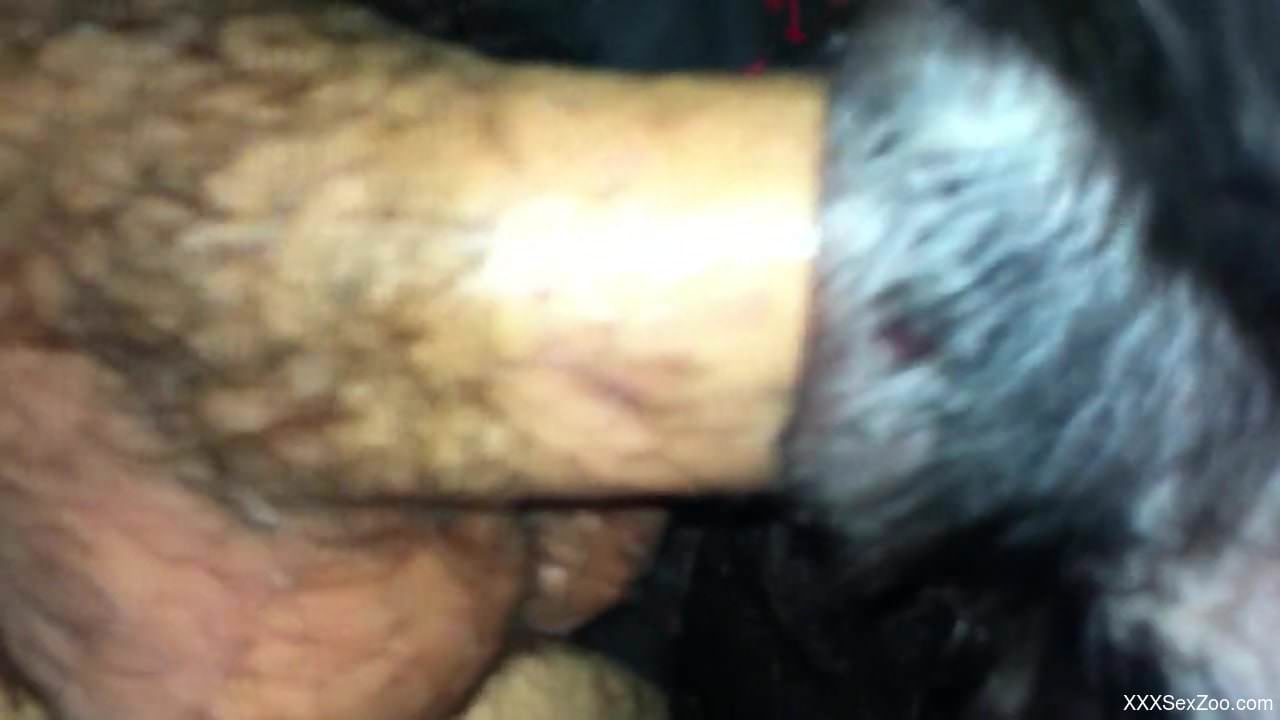 Dude dominates an animal's hot cunt with his cock